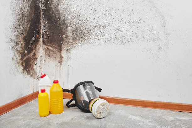 Best Residential Mold Remediation in Pelham, AL