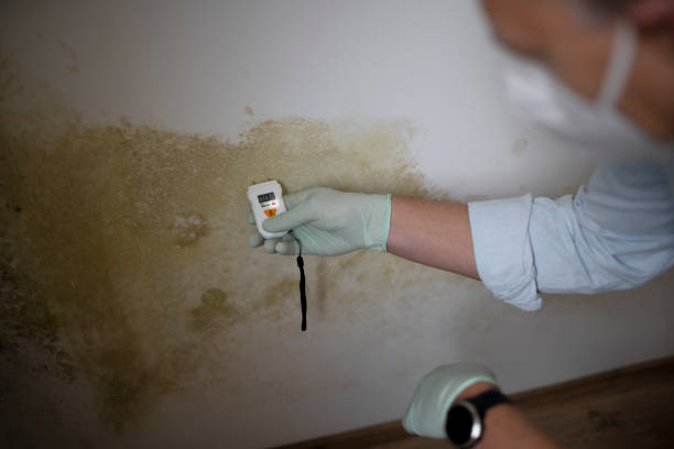 Best Attic Mold Remediation in Pelham, AL